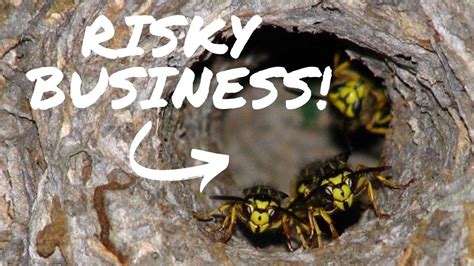 Yellow jackets removal. Things To Know About Yellow jackets removal. 